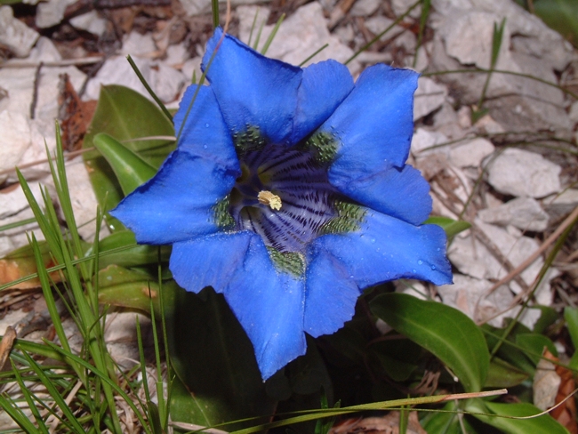 Gentiana dinarica / Genziana dell''Appennino